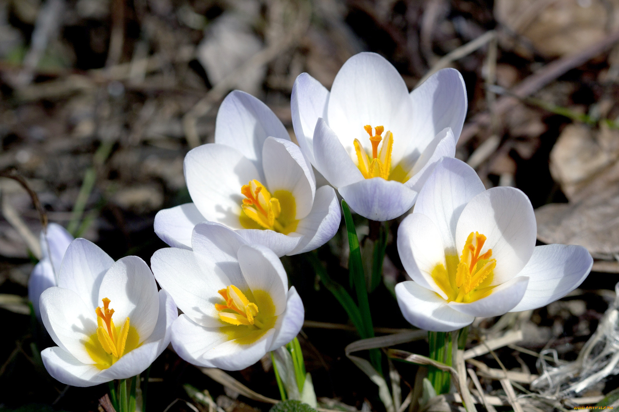 Цветы весной видео. Крокус Шафран весенний. Первоцвет Крокус белый. Крокус белый цветок первоцвет. Крокусы Шафран белые.